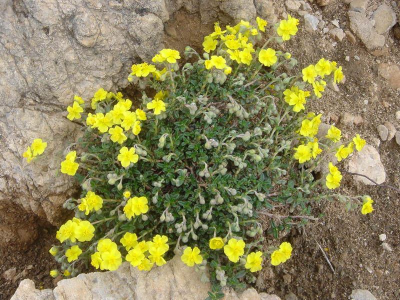 Helianthemum urrielense en fleurs sur des éboulis calcaires des Picos de Europa